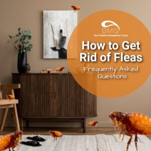 How to Get Rid of Fleas: Frequently Asked Questions